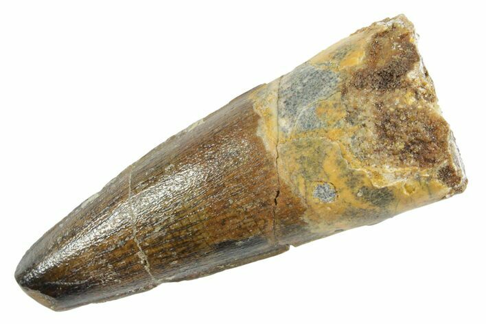 Fossil Spinosaurus Tooth - Real Dinosaur Tooth #363526